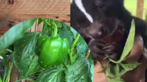 Bella The Skunk Loves Bell Peppers