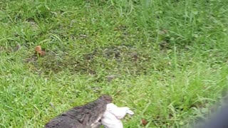 ALLIGATOR eats a chicken