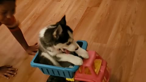 Husky puppy like to get rides in the toy truck