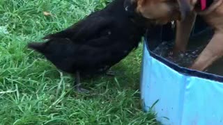 Duck Vigorously Grooms Her Boxer Buddy