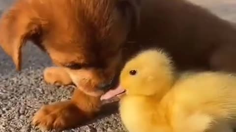 Ducklings with a dog in a water park rolling down the slide