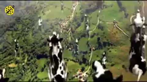 Funny cow dance 4