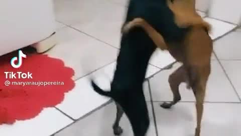 Dog dance