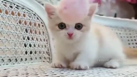 Cute cat reaction ♥️😘