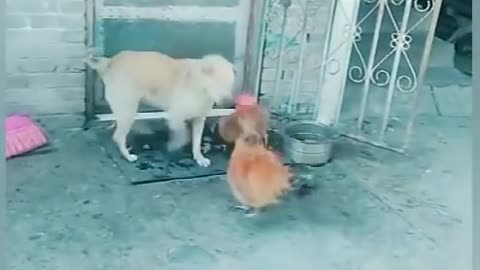 Funny Chicken Fighting Dog