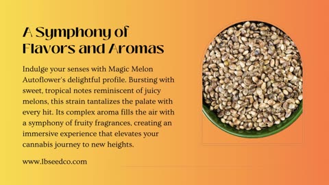 Magical Melon Autoflower Cannabis Seeds