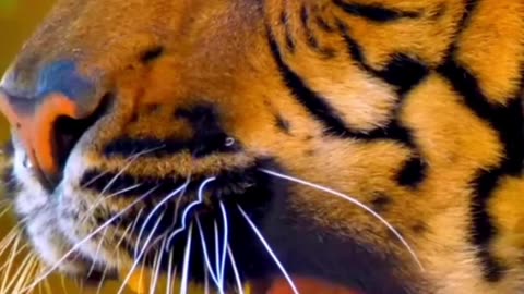 tige beautfull video