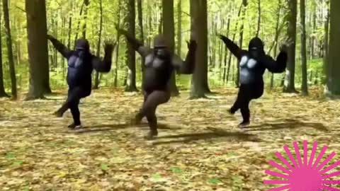 Cuts Funny Animals Dance clips ....