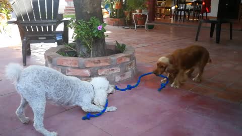 puppy playing very happy