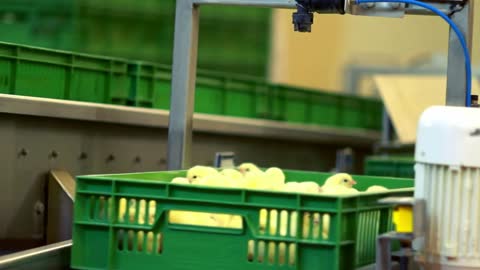 Small chickens in plastic box on production line at chicken farm