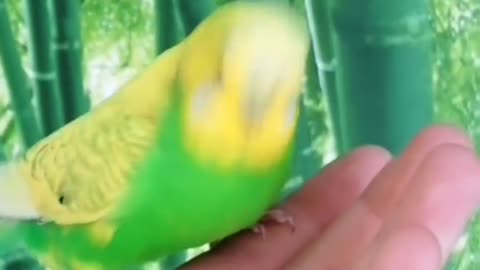 Cute birds, beautiful and active birds