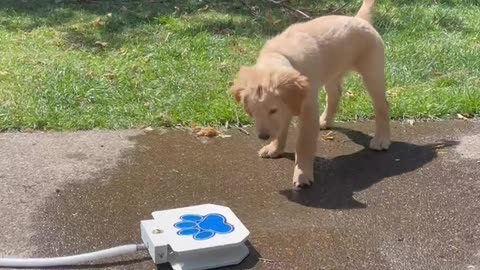 Puppy Plays With Doggy Water Fountain