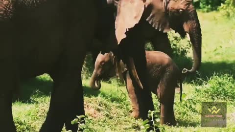 Cute animals baby elephant video satisfying World best