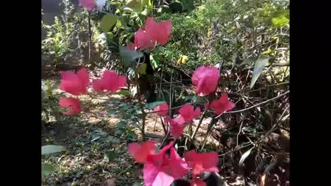 Beautiful flowers in my garden| sri lanka 🌺🌻🌼