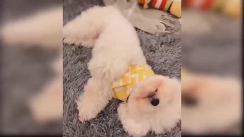 Cute and Funny Animals Moments - Video Compilation Tik Tok