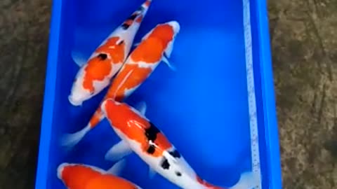 Beautiful koi fish #shorts