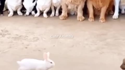 Funny & cute animals