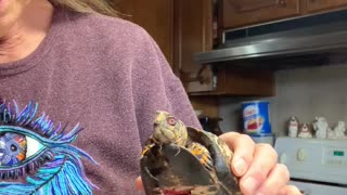 Rescued box turtle enjoys a foot message