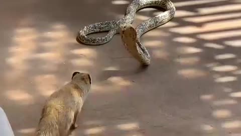 Yellow mongoose VS cape cobra snake fight scene