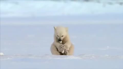 SEAL ACCIDENTALLY SCARES BABY POLAR BEAR