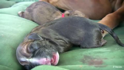 Dog giving birth to puppies. Amazing. So cute