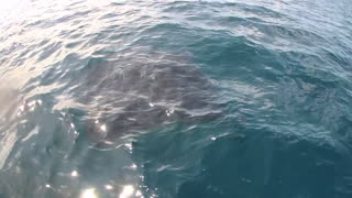 Giant Manta Ray swims right at side of boat