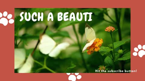 Watch This nature gift Butterflies