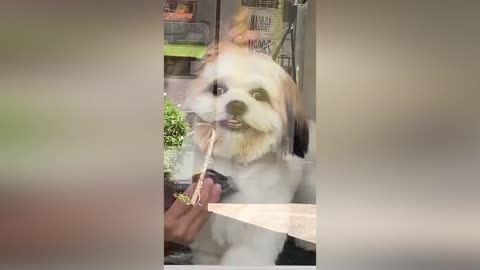 dog laugh while its hair is cut