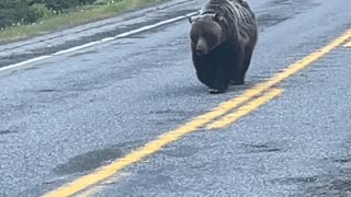 Bear Takes The Walk Of Shame