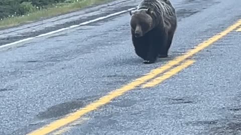Bear Takes The Walk Of Shame