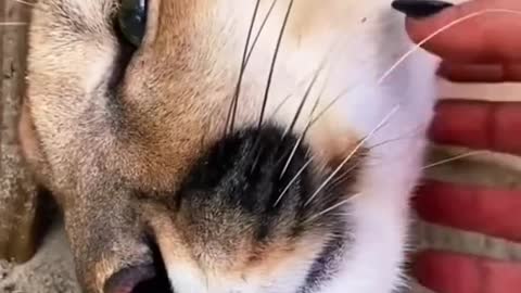 Big cat chin scratches & boops amazing