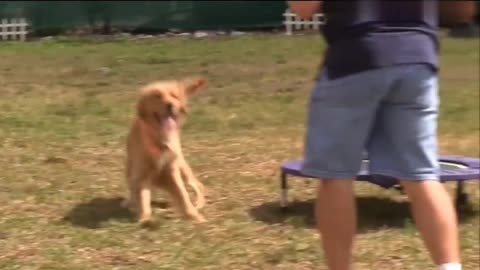 Lovely Dog take's training to his Owner