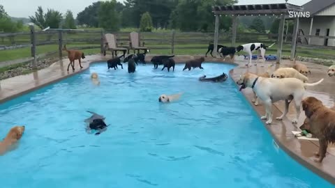 "Dive into Cuteness: 39 Dogs Make a Splash at Michigan Doggy Day Care Pool"