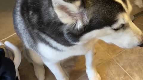 Guilty husky tries to blame other dog!