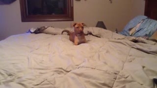 Excitable Puppy Plays Himself Right Off A Bed