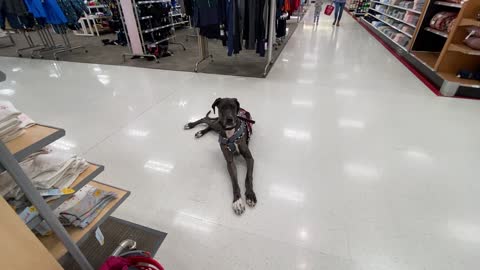 Service Dog: Work this last Fall in Target