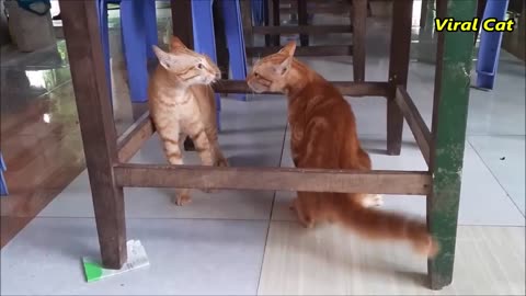 Cats Fighting and Meowing - These Two are Bloody Brothers - Viral Cat #love #cat #pets