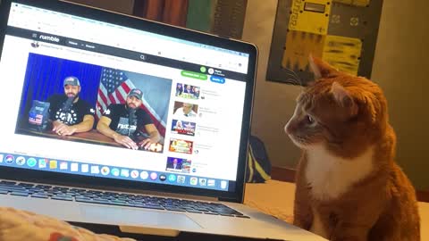 Jacob the cat watching Hodge twins