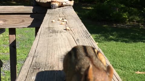 Edgar my Chipmunk Friend