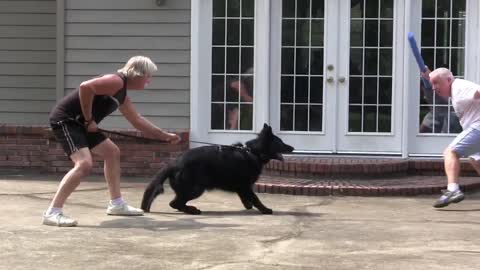 Dog training video