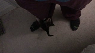 Kittens at play - Baby Mimi climbing my sweatpants