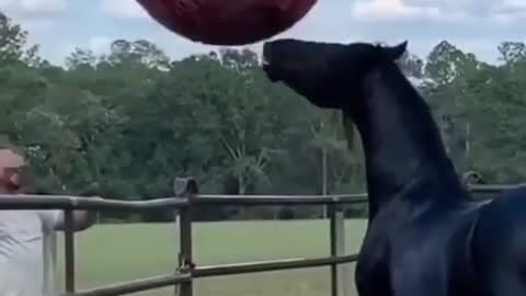 horse playing football