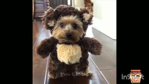 Funny animals, cute cat's and dogs, cute pets, funny pets