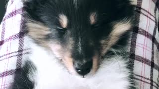 Black white dog plaid pants sleepy sleeping