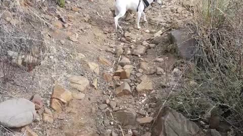 Toy Fox Terrier Hiking