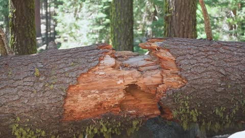 A Fallen Tree Trunk