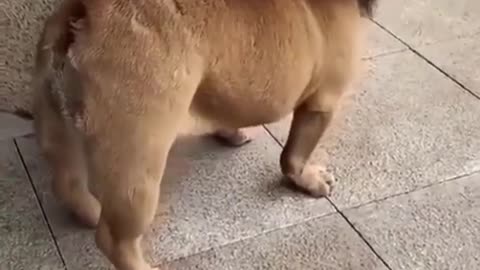 funny dog and real lion