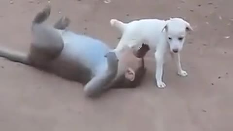 Monkey 🐒 and dog very Funny video 2022