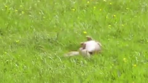 Stoat vs Rabbit Real Fight | Stoat Attacks and Kills Rabbit The| Most Amazing Attack of Animals