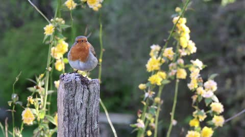 Bird Perched on Wood